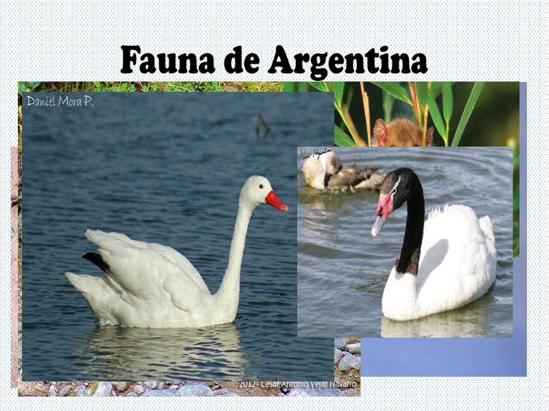 Fauna de Argentina Andes Patagónicos